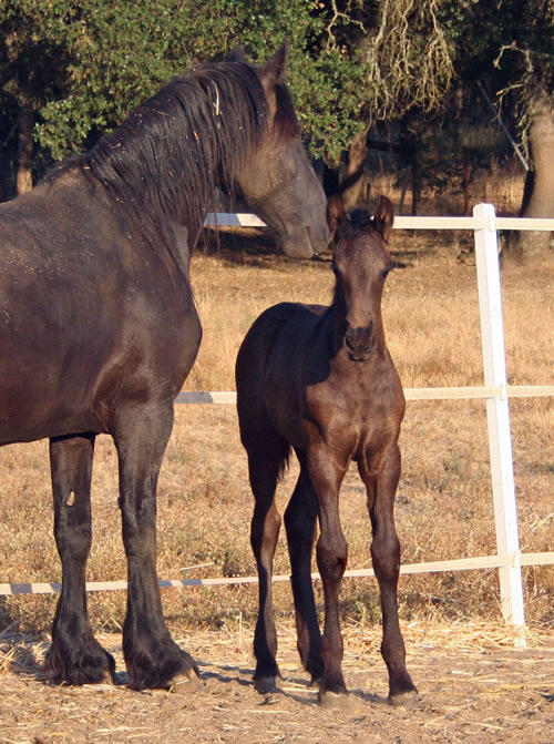 Carre and her Mom, Trude - August 3, 2008