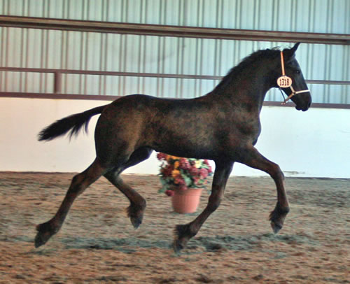 Carre at the Napa, CA Keuring September 2008!