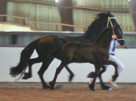 Carre at the Napa, CA Keuring September 2008!