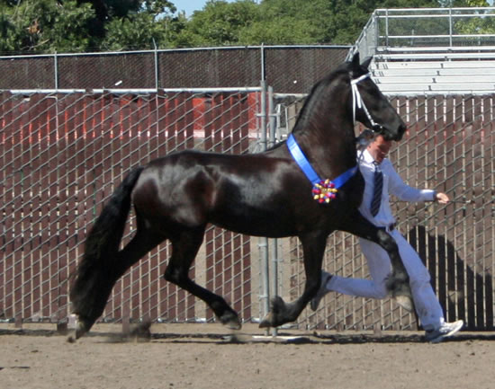 Tsjitske awarded 1st Premie Ster & Champion Mare at the 2009 Santa Rosa Keuring